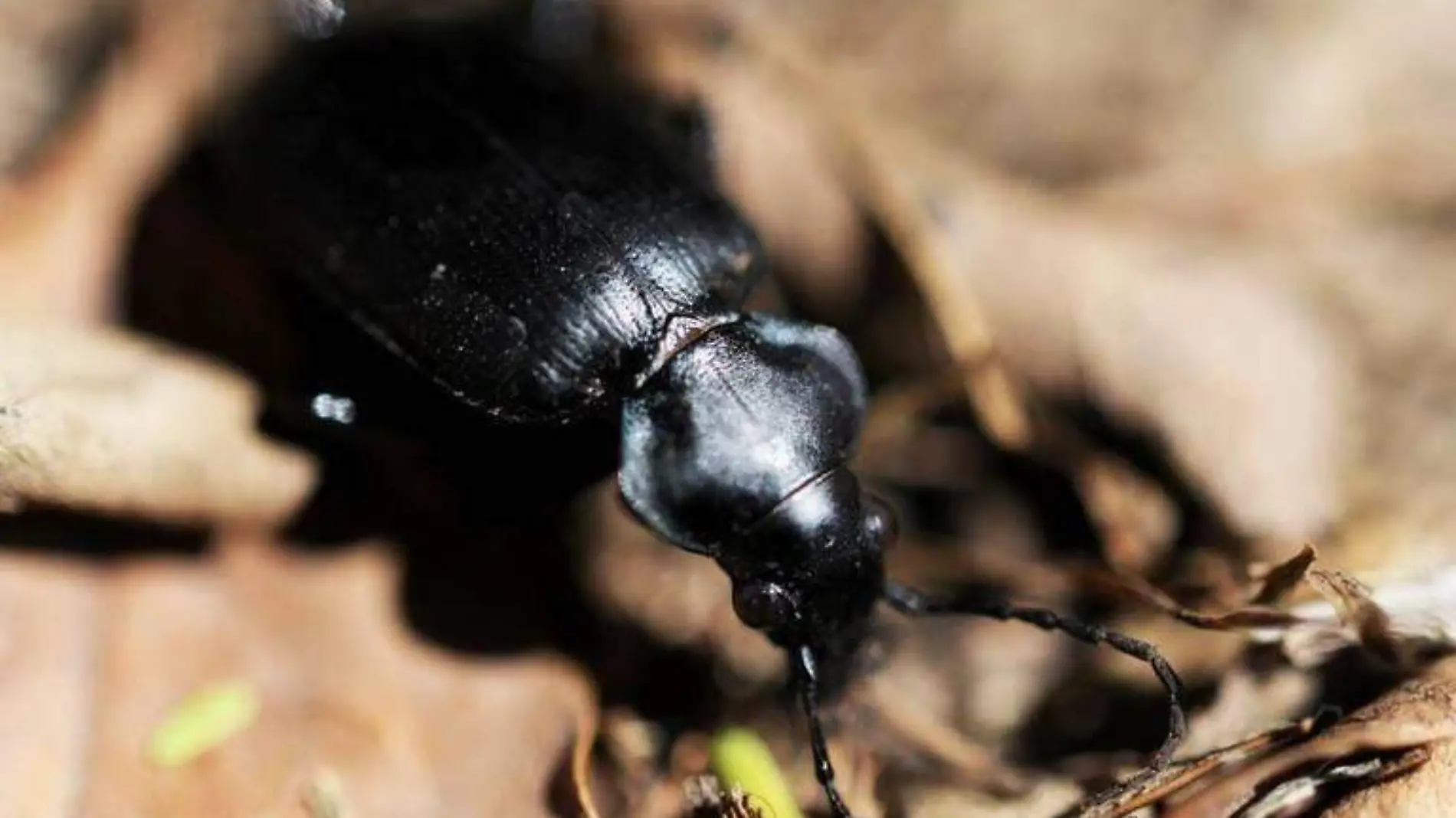 AUMENTO DE PLAGAS-INSECTOS